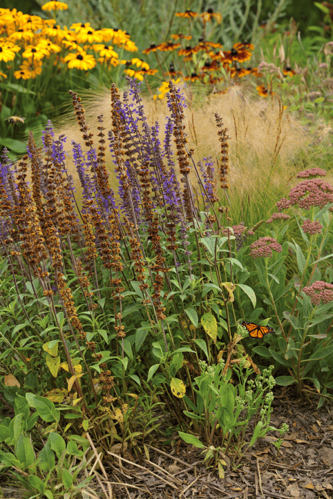 10 Perennials That Will Surprise You With a Second Bloom If You Cut Them Back in Summer 3