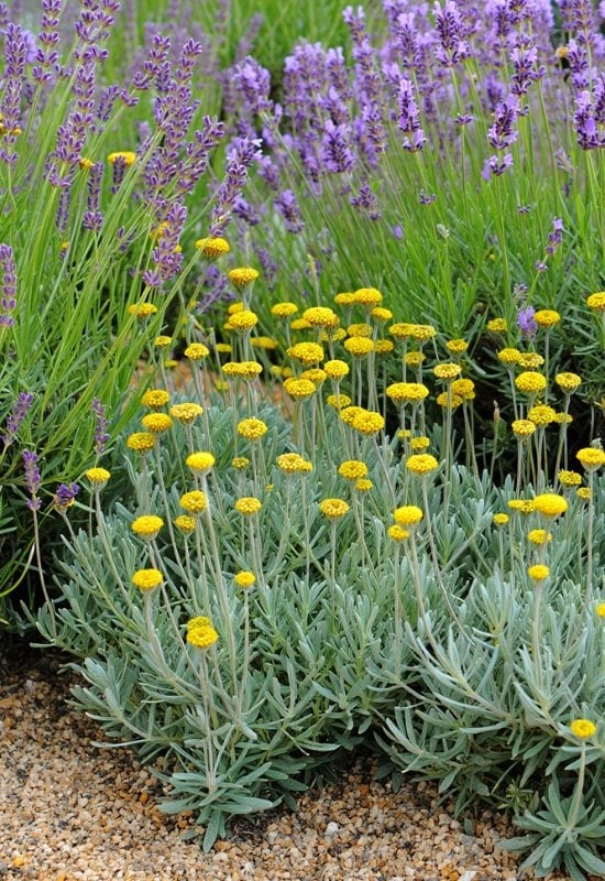 18 Best Companion Plants to Grow with Lavender and Plants to Avoid Pairing with Lavender 8 18 Best Companion Plants to Grow with Lavender and Plants to Avoid Pairing with Lavender 4