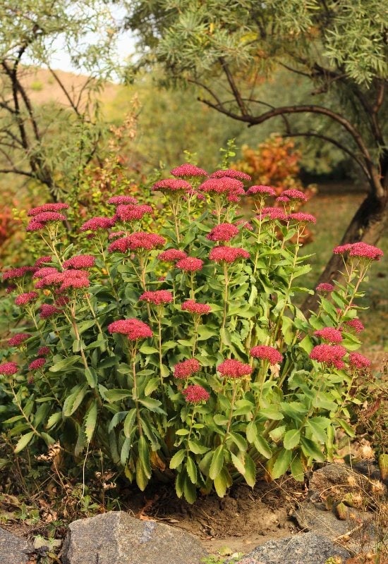 Sedum ‘Autumn Joy’ (Hylotelephium spectabile ‘Autumn Joy’)