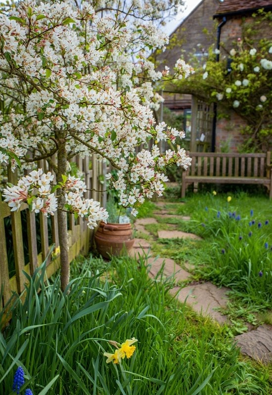 Serviceberry (Amelanchier spp.)