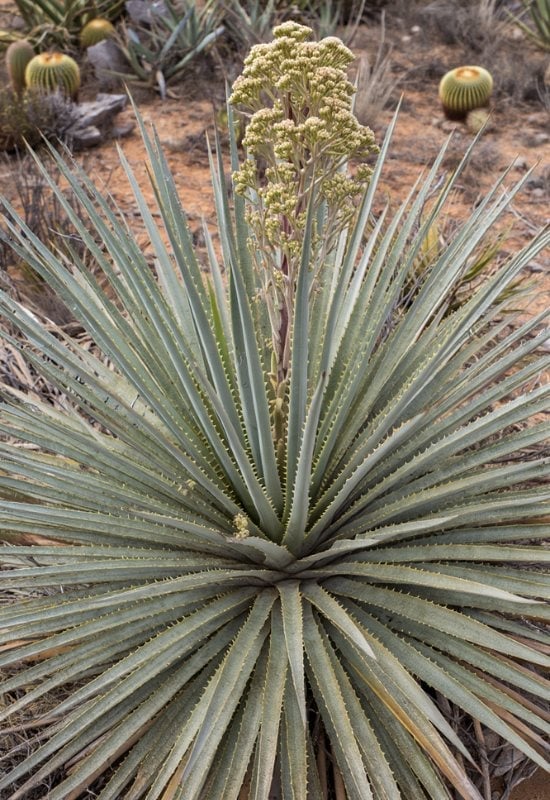 Sotol (Dasylirion wheeleri)