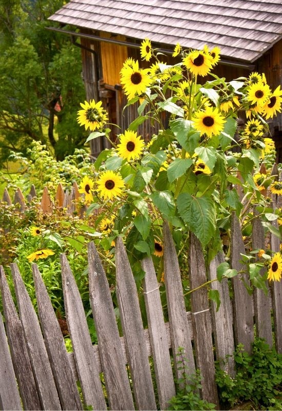 Sunflower (Helianthus annuus)