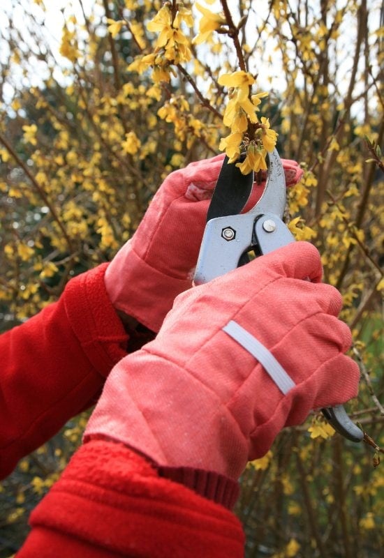 Take Cuttings of Your Forsythia to Propagate It
