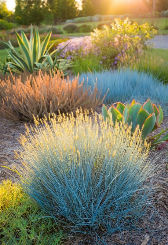 12 Great Combinations with Ornamental Grasses 11 The Californian Border or Bed