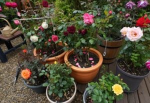 Container Rose Gardening (3)