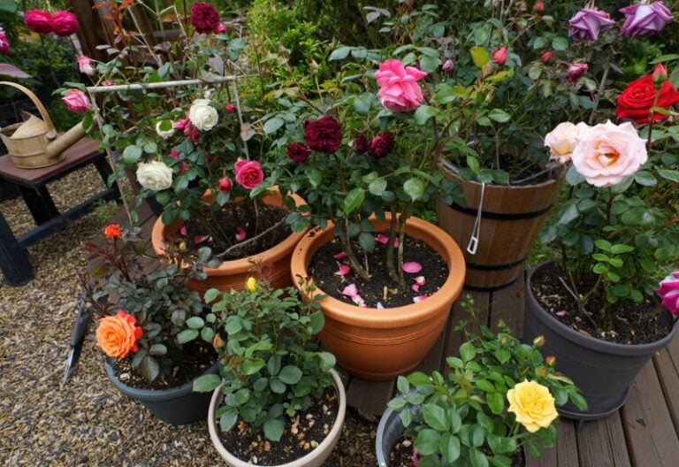 Container Rose Gardening (3)
