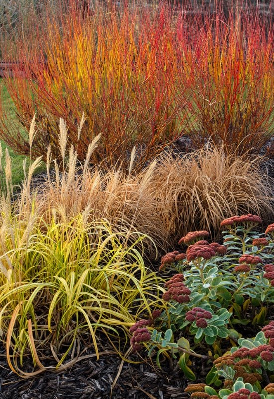 12 Great Combinations with Ornamental Grasses 12 The Winter Garden