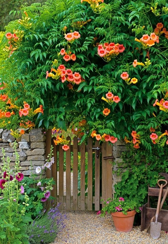 20 Colorful Flowers That Attract Birds and Butterflies To Your Garden 1