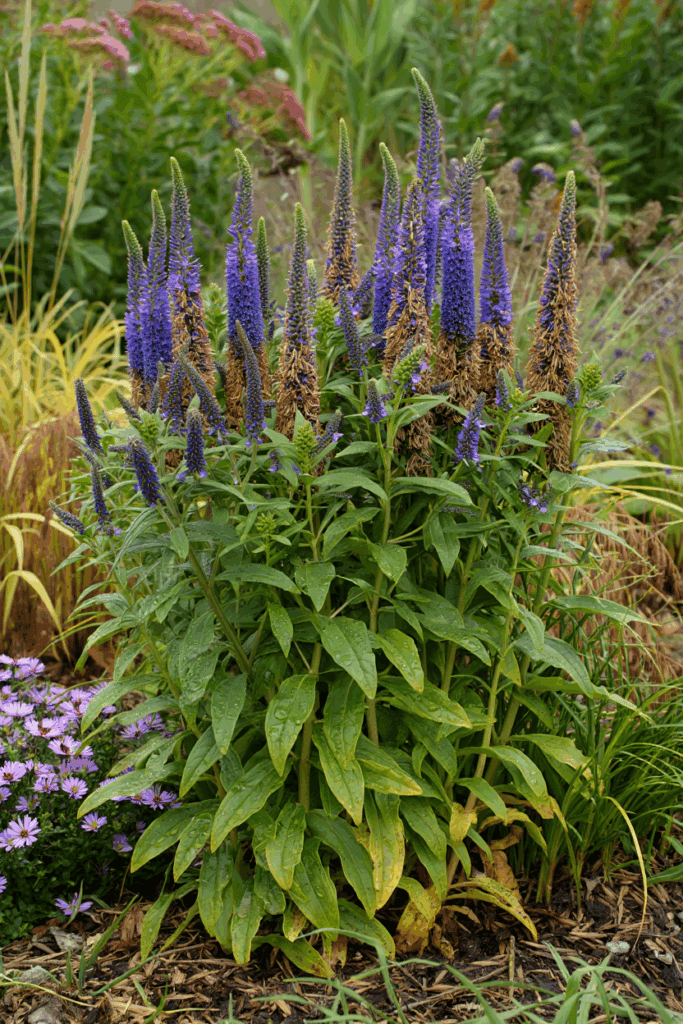 10 Perennials That Will Surprise You With a Second Bloom If You Cut Them Back in Summer 7