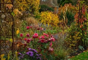 What to Do With Roses in Fall