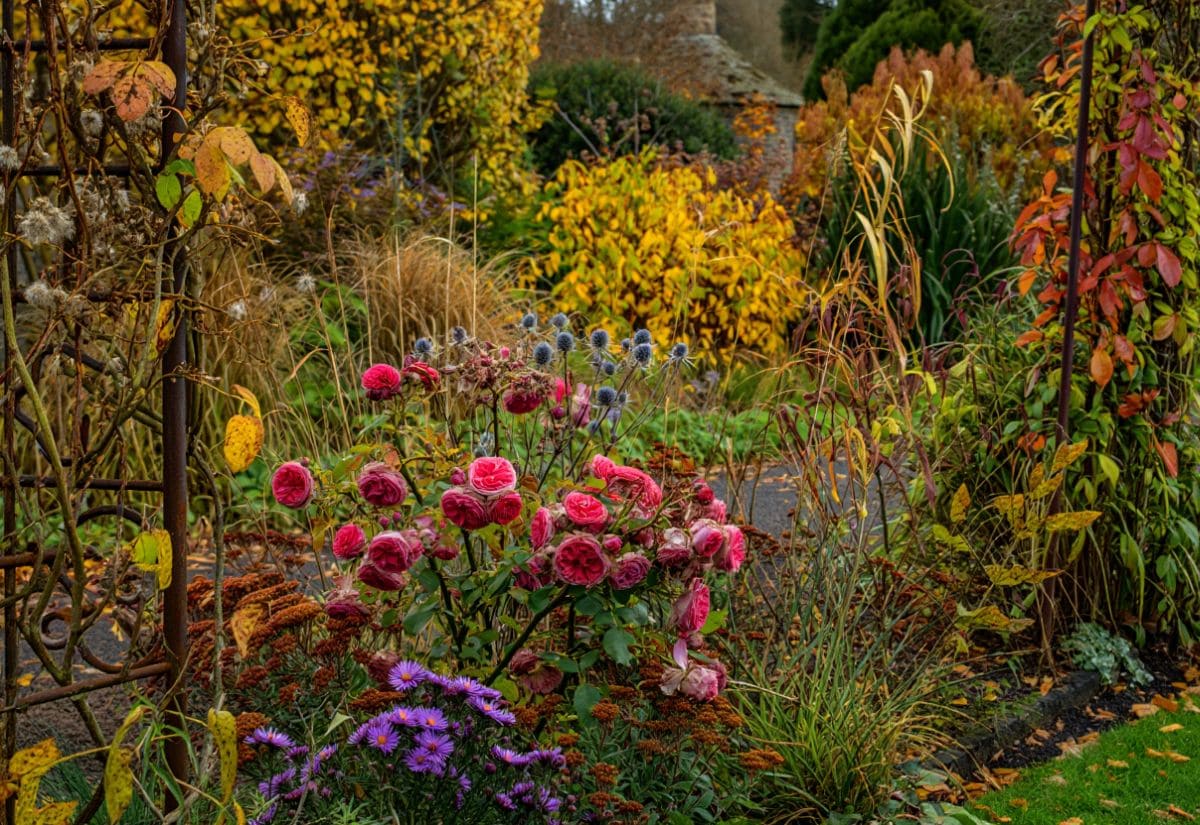 What to Do With Roses in Fall