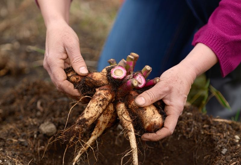 When & How to Transplant Peonies for Bigger, Better Blooms