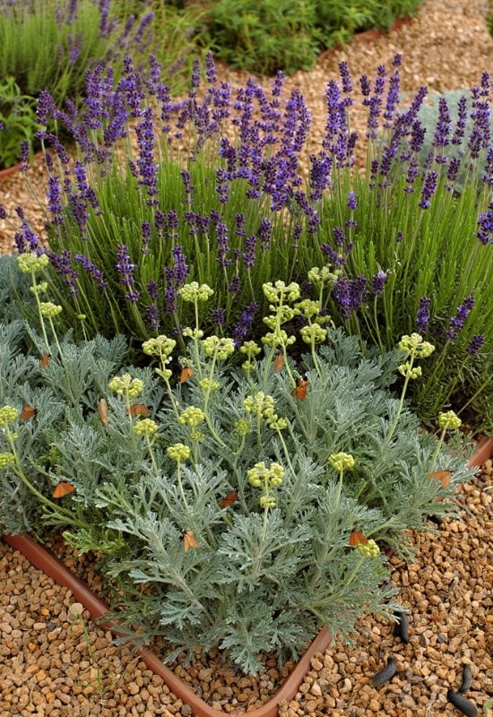 18 Best Companion Plants to Grow with Lavender and Plants to Avoid Pairing with Lavender 7 Woodworm (Artemisia spp.)