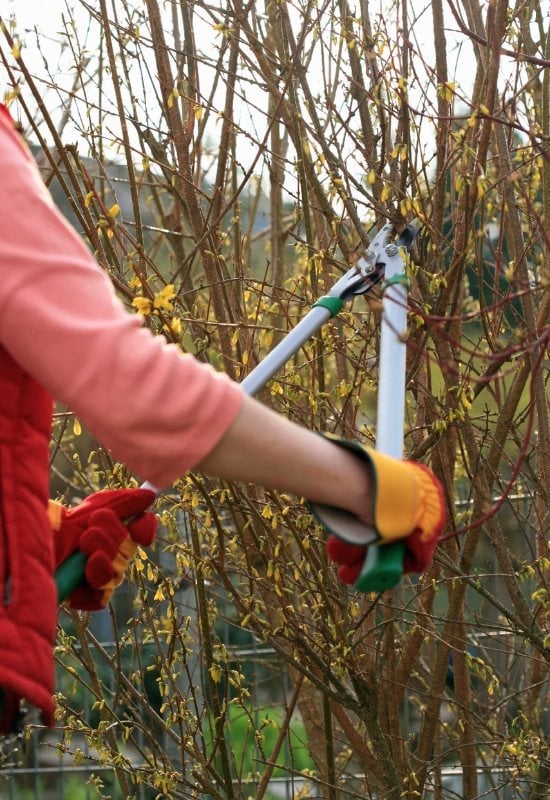 You MUST Prune Your Forsythia as Soon as It Has Flowered!