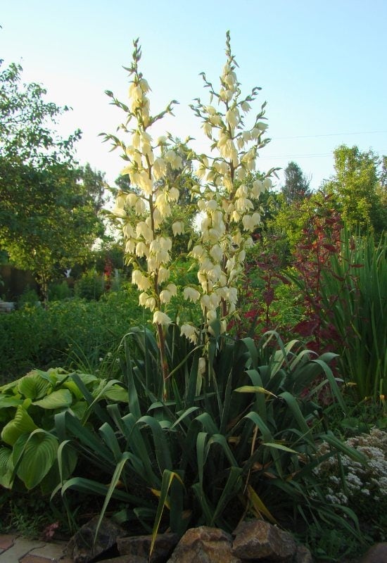 Yucca (Yucca spp.)