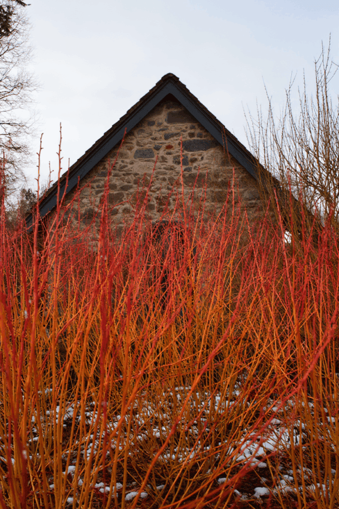 10 Shrubs With Fiery Winter Stems to Plant Now for Color ‘Til March 7