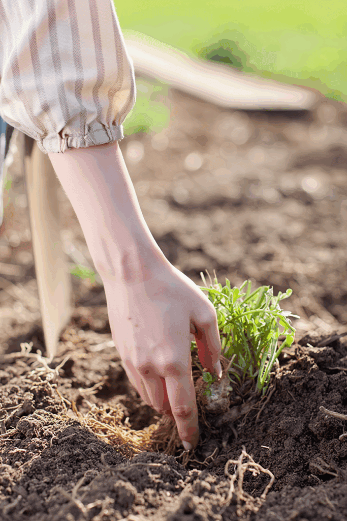 October Is the Perfect Time to Divide These 9 Perennials — Here’s How to Split and Replant for Better Flowers, and Plenty of Free Plants Next Year 6