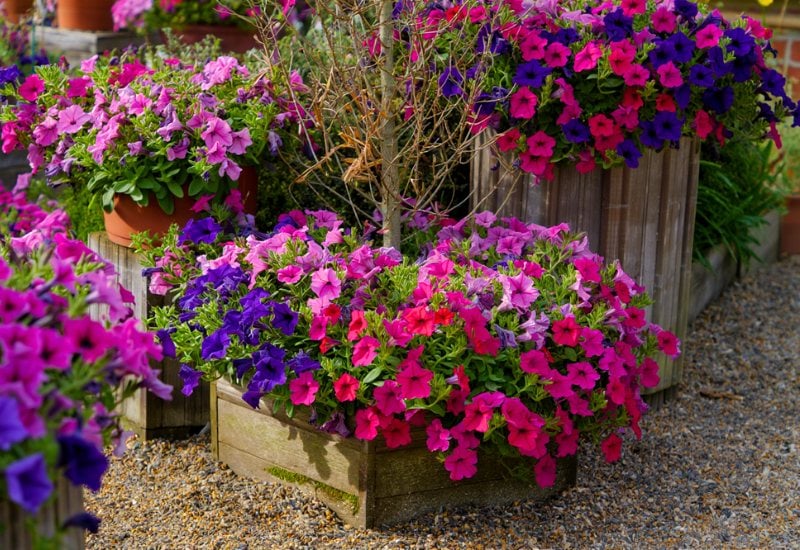 8 Ways to Keep Wave Petunias Blooming from Spring through Fall