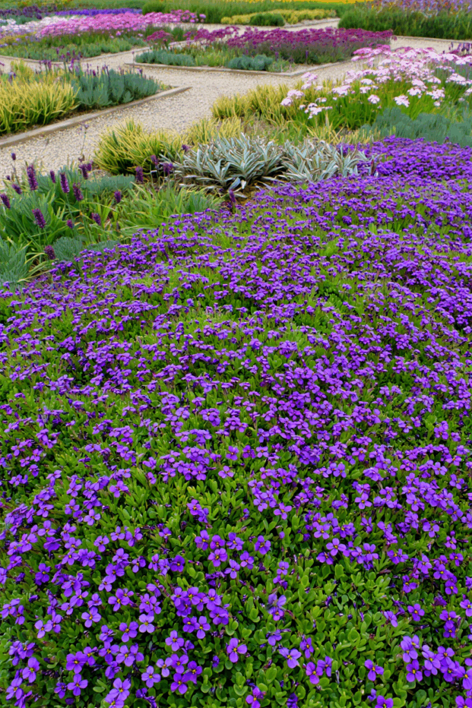 15 Beautiful Ground Covers That Outcompete Weeds Without Chemicals or Constant Upkeep 16