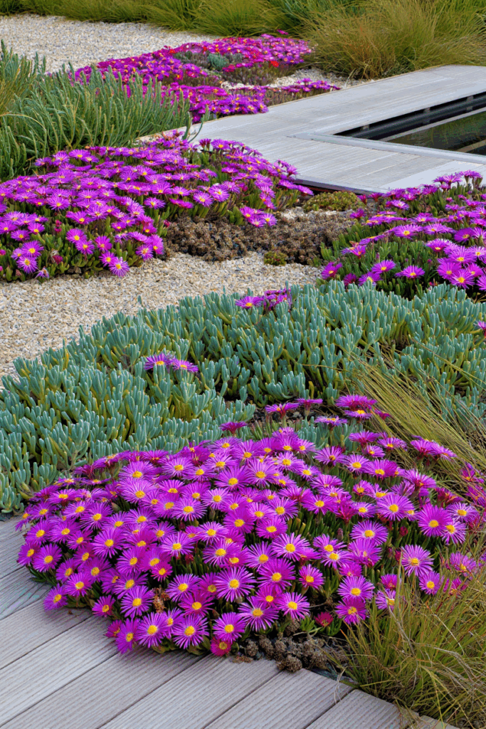 15 Beautiful Ground Covers That Outcompete Weeds Without Chemicals or Constant Upkeep 15
