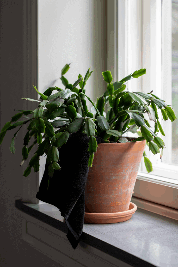 Want Early Blooms? Try These 5 Tricks to Get Your Christmas Cactus Flowering Before Christmas 8 Want Early Blooms? Try These 5 Tricks to Get Your Christmas Cactus Flowering Before Christmas 7