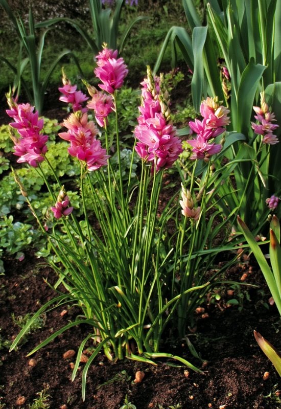 African Corn Lily (Ixia spp.)
