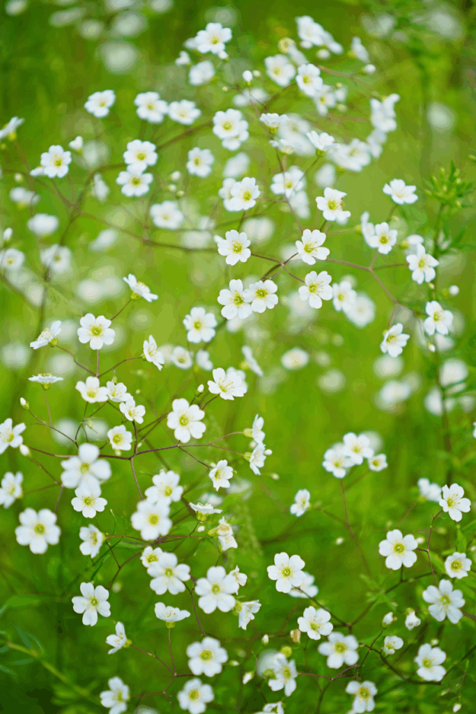 15 Cold-Hardy Annuals to Plant in October for a Head Start on Gorgeous Spring and Summer Blooms 13