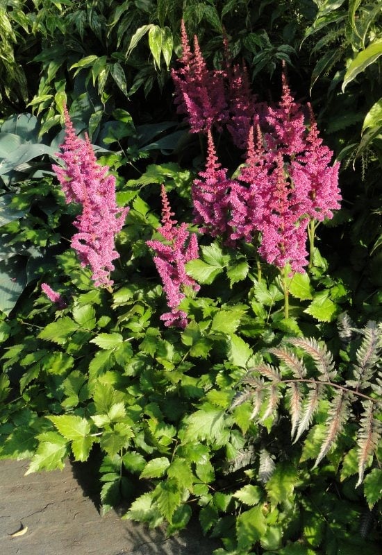 Astilbe(Astilbe spp.)