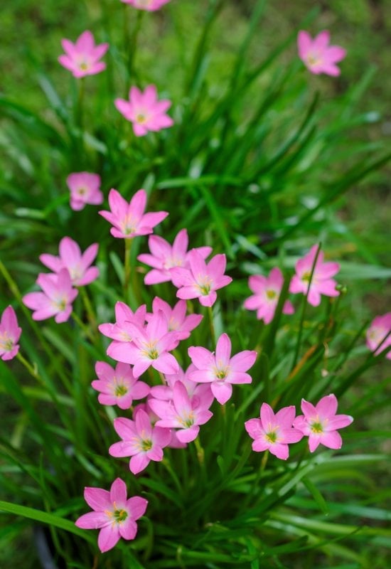 AtamascoRain Lily (Zephyranthesatamasca)