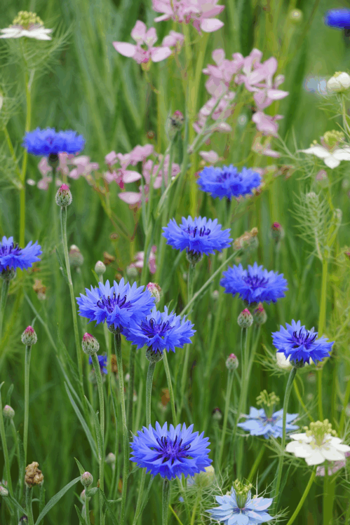 15 Cold-Hardy Annuals to Plant in October for a Head Start on Gorgeous Spring and Summer Blooms 11