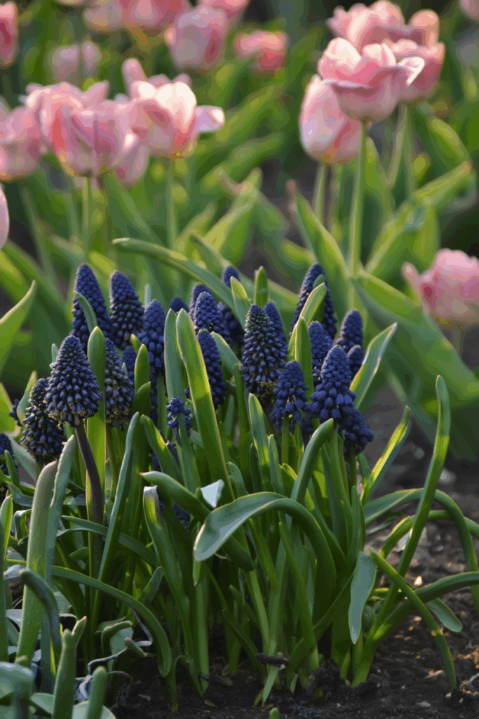 15 Striking Spring Bulbs to Plant This Fall for Flowers You’ve Never Seen Before 1