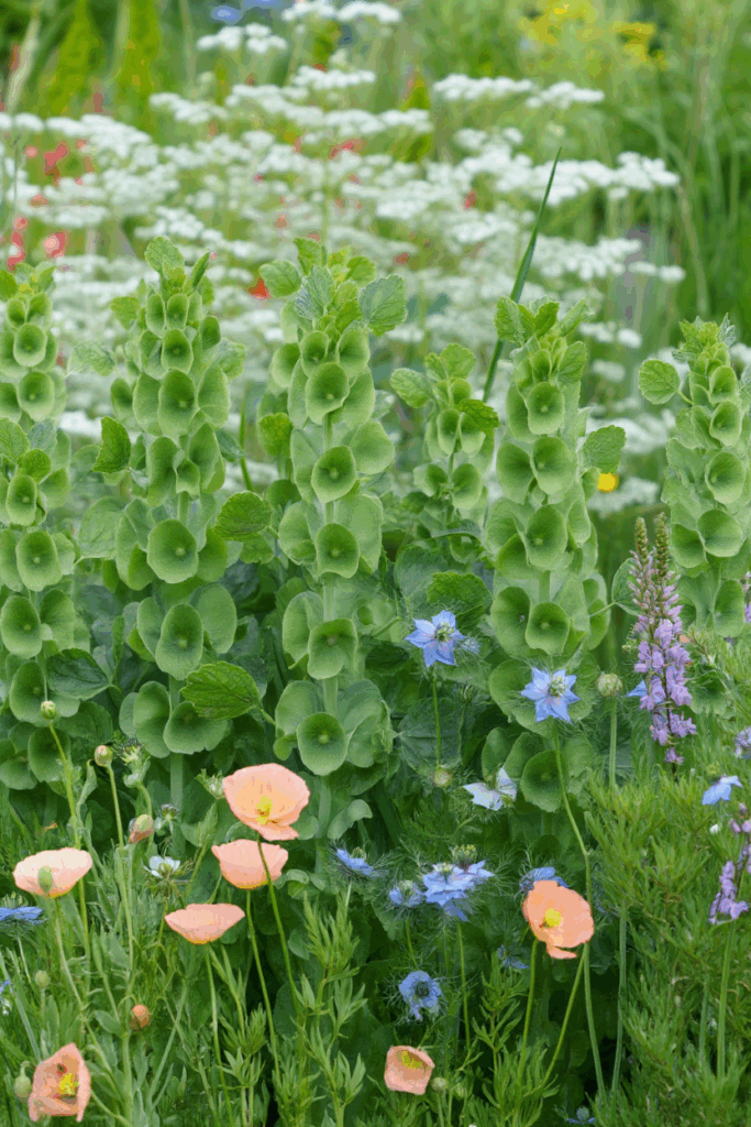 15 Cold-Hardy Annuals to Plant in October for a Head Start on Gorgeous Spring and Summer Blooms 6