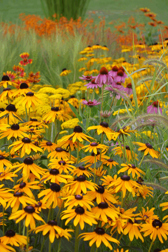 16 Easy Wildflowers to Direct Sow Outside in Fall for a Naturalized, Meadow-Like Spring Garden 6