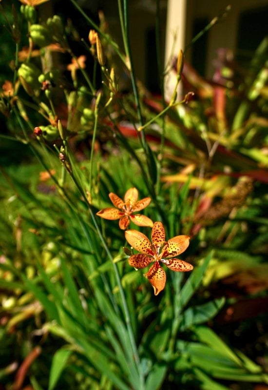 Blackberry Lily (Iris domestica)