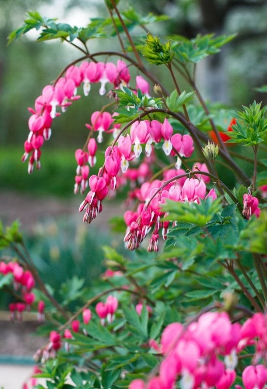 Bleeding Heart (Dicentra spp.)