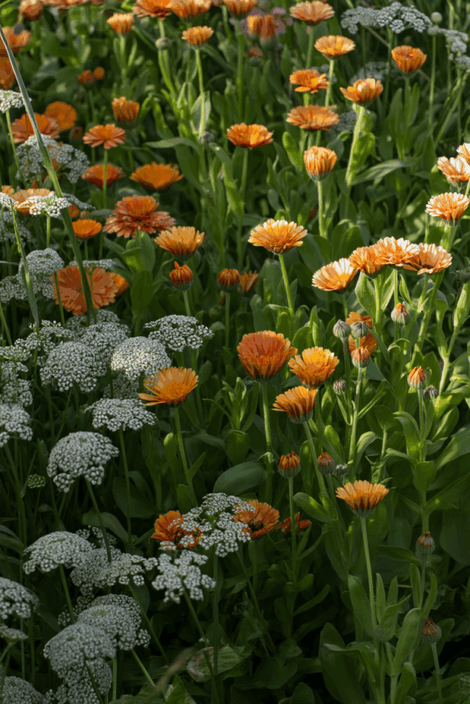 15 Cold-Hardy Annuals to Plant in October for a Head Start on Gorgeous Spring and Summer Blooms 15