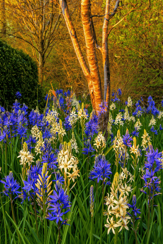 15 Striking Spring Bulbs to Plant This Fall for Flowers You’ve Never Seen Before 8
