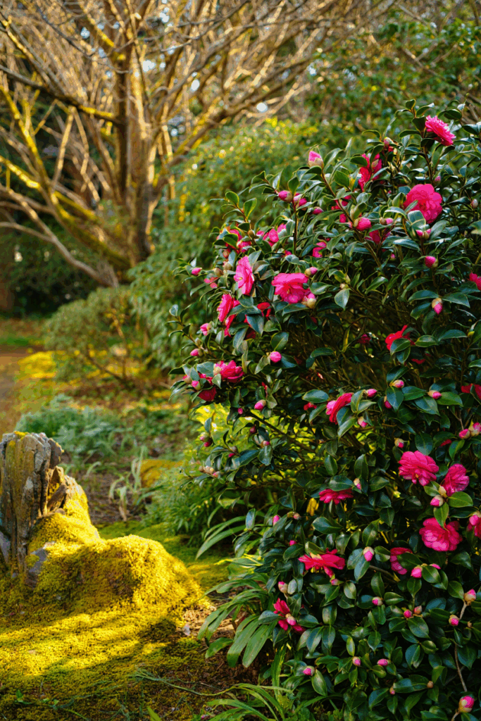 9 Popular Shrubs You Shouldn’t Prune in Fall (and the Best Time to Do It) 7