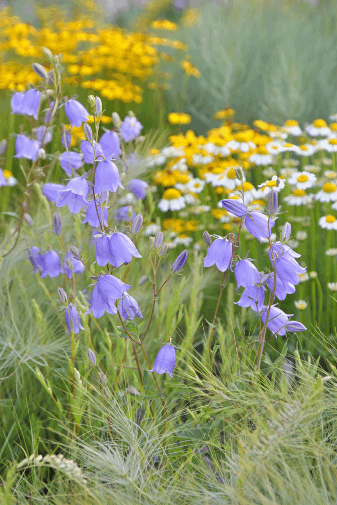 16 Easy Wildflowers to Direct Sow Outside in Fall for a Naturalized, Meadow-Like Spring Garden 14
