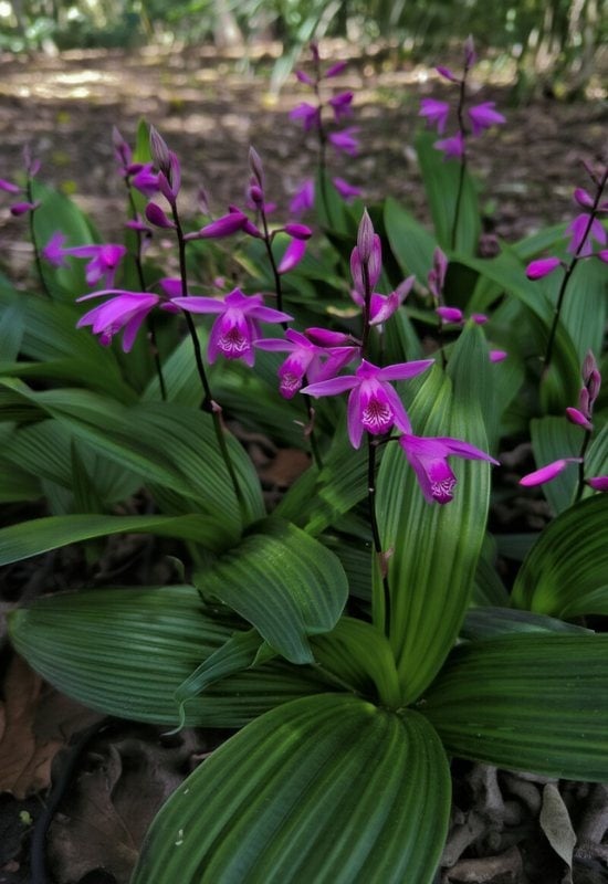 Chinese Ground Orchid (Bletilla striata)