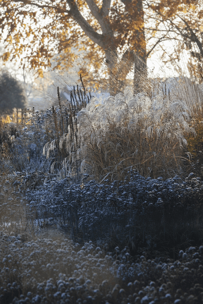 15 Plants That Keep Your Garden Magical All Winter (Even in Snow and Frost) 10