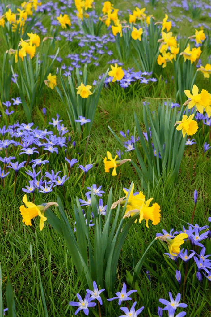 15 Striking Spring Bulbs to Plant This Fall for Flowers You’ve Never Seen Before 15