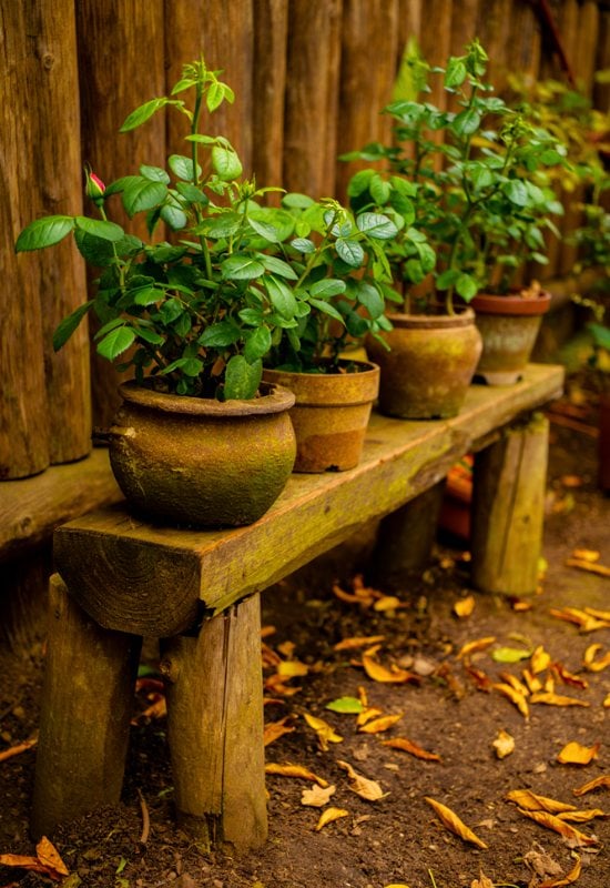 Choose a Healthy and Well Shaped Rose