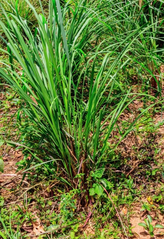 Citronella Grass (Cymbopogon nardus)