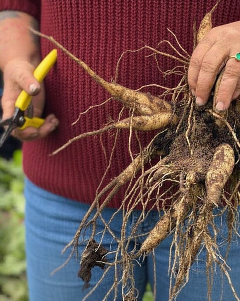 How to Lift, Store, and Divide Dahlia Tubers for Stronger, Earlier Blooms Next Year 5