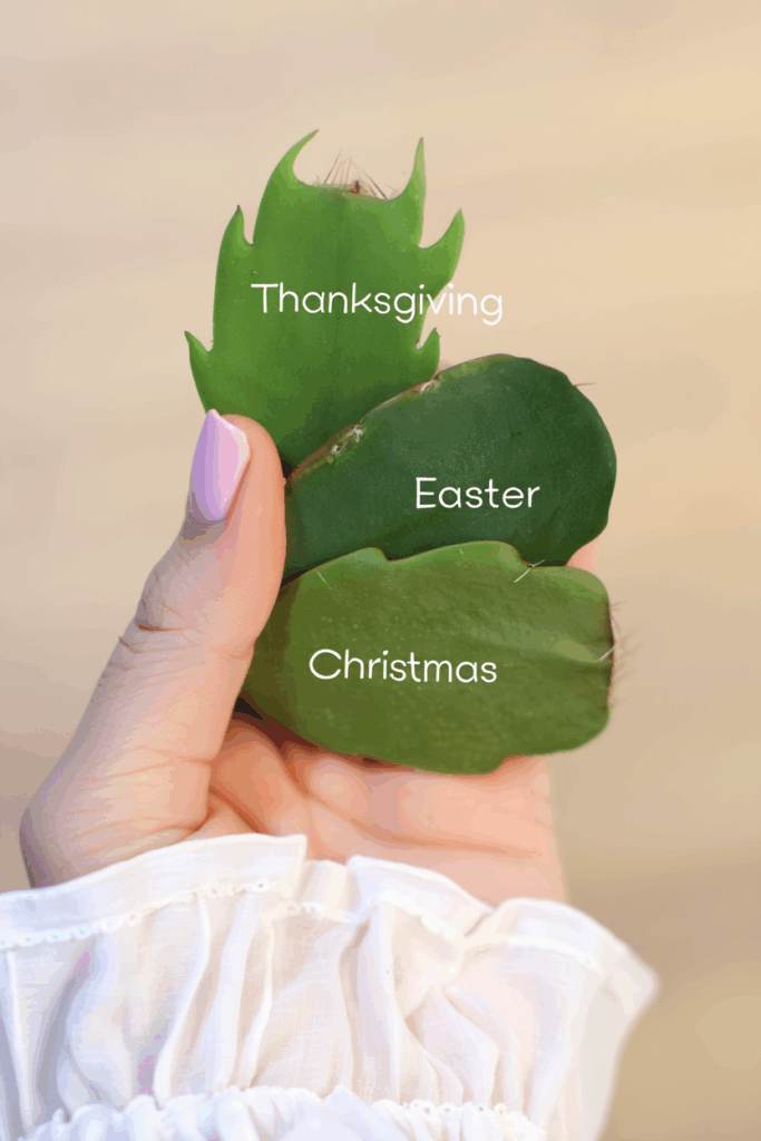 Christmas, Thanksgiving, or Easter? How to Tell Which Holiday Cactus You Actually Have 2
