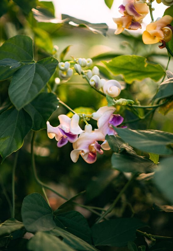 Corkscrew Vine (Cochliasanthuscaracalla)
