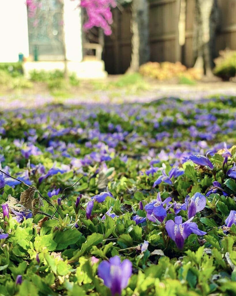 15 Beautiful Ground Covers That Outcompete Weeds Without Chemicals or Constant Upkeep 2
