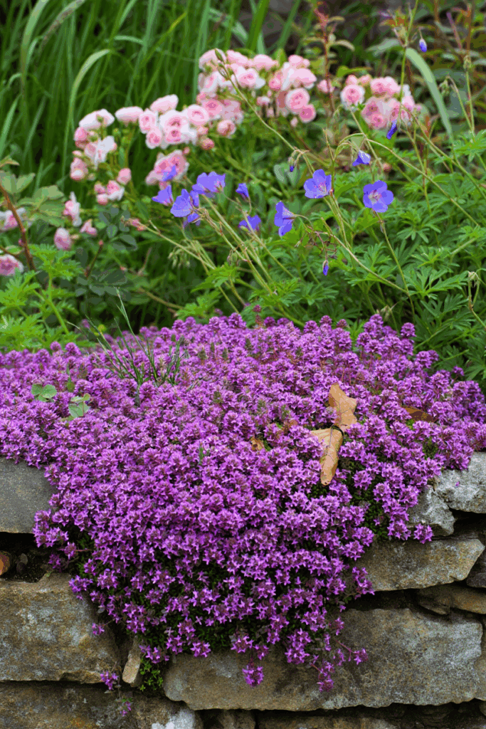 15 Beautiful Ground Covers That Outcompete Weeds Without Chemicals or Constant Upkeep 3