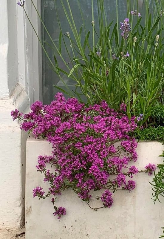 Creeping Thyme (Thymus serpyllum)